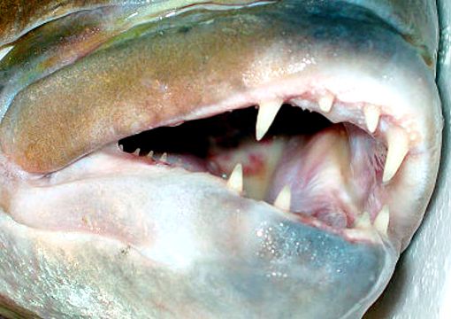 Dentex dentex_09.jpg